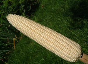 燕禾金968 燕禾金968