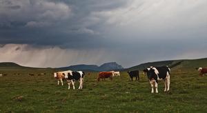 荷葉坪草場養殖的牛