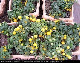 觀賞番茄 觀賞番茄