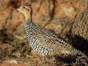 栗頂鷓鴣 栗頂鷓鴣