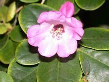 卵葉杜鵑(原變種)