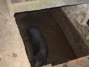 穴廠自然村養殖業(肉豬)