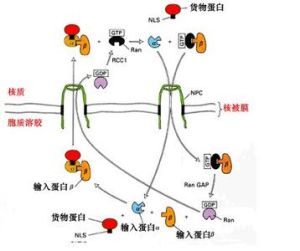 親核蛋白 親核蛋白