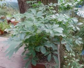 光葉凹脈鵝掌柴（變種）