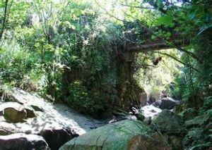 桐嶺精品林生態觀光園 桐嶺精品林生態觀光園