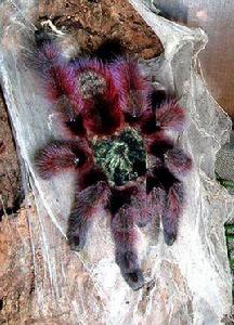 油彩粉紅趾 油彩粉紅趾