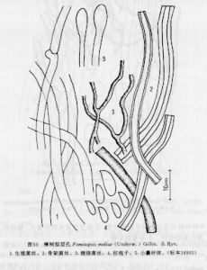 楝樹擬層孔 楝樹擬層孔