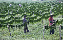 苔菜[石蓴科植物]