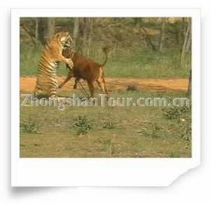 旅順口區獅虎園 旅順口區獅虎園