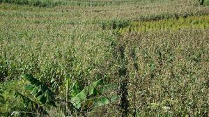 客邑自然村玉米種植業