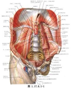腰交感乾 腰交感乾