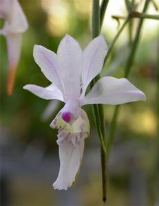 滇西槽舌蘭 滇西槽舌蘭