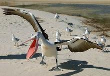 塘鵝型水禽—鵜鶘