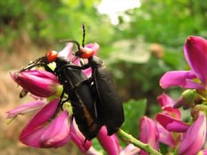 大麻花蚤 大麻花蚤