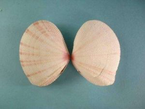 火腿櫻蛤 火腿櫻蛤