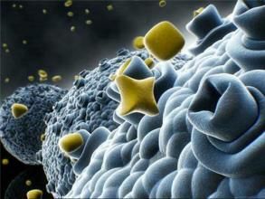 癌幹細胞 癌幹細胞