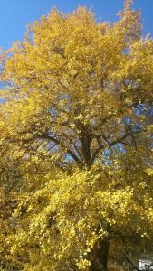 安徽省太湖縣城西鄉大龍村 安徽省太湖縣城西鄉大龍村