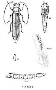 蘋果天牛 蘋果天牛
