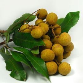 石峽龍眼 石峽龍眼