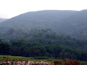 小沖沖村-生態林