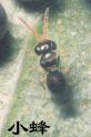 小蜂 小蜂