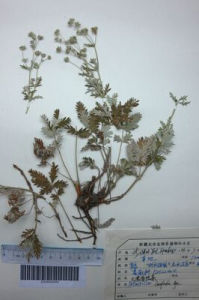 矮生大萼委陵菜 矮生大萼委陵菜