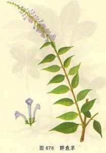 昆明醉魚草 昆明醉魚草