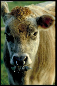 牛巴貝斯蟲病 牛巴貝斯蟲病