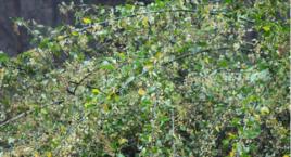 梅花刺根 梅花刺根