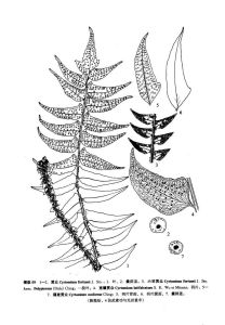寬鐮貫眾 寬鐮貫眾