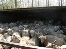 山東肉山羊交易大市場