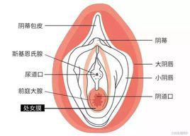 處女膜[陰道外口周圍的皺襞薄膜。]