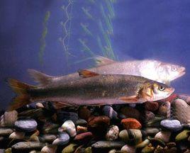 珠星雅羅魚 珠星雅羅魚