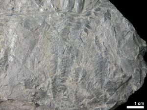 具耳枝脈蕨 具耳枝脈蕨