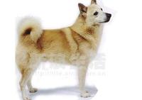 挪威布哈德犬 挪威布哈德犬