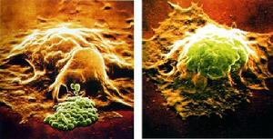 吞噬微生物 吞噬微生物