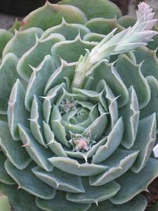 阿森松（E. simulans, Ascensi&oacute;n）（攝影：J. Koutsoudis）