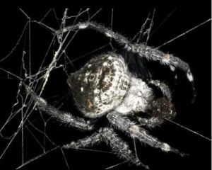 達爾文樹皮蜘蛛 達爾文樹皮蜘蛛