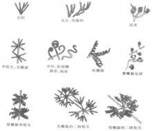 微生物[個體難以用肉眼觀察的一切微小生物]