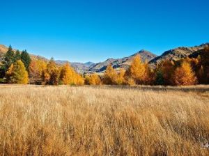 藝術接受 藝術接受