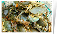 海上田園旅遊區