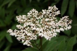 光葉蚊子草 光葉蚊子草