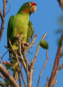 紅頂錐尾鸚鵡 紅頂錐尾鸚鵡