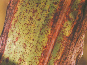 高粱炭疽病 高粱炭疽病