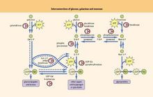 葡萄糖，半乳糖和甘露糖之間轉換