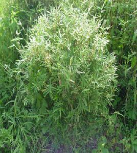 Bambusa multiplex Bambusa multiplex