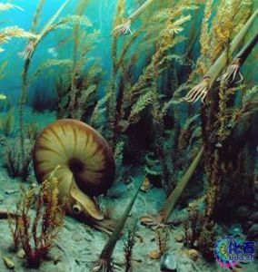 前碟菊石目 前碟菊石目