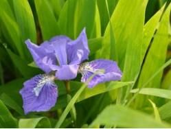 鳶尾花語 鳶尾花語