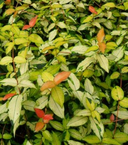 變色絡石（變種）