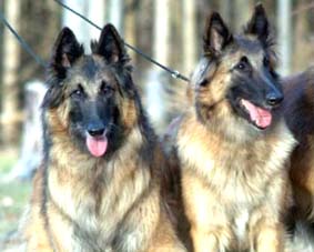 比利時坦比連犬